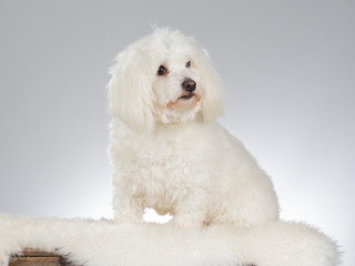 Coton de Tulear dog portrait. Image taken in a studio with white background.