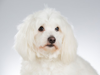 Coton de Tulear dog portrait. Image taken in a studio with white background.