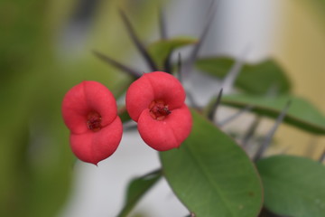 red cherries on cactus