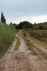 chien avec un tee shirt cane corso