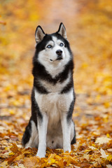 Beautiful black-and-white blue-eyed Siberian Husky sitting in the yellow autumn leaves. Cheerful autumn dog.