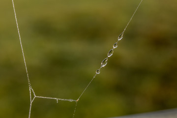 Frozen Cobweb