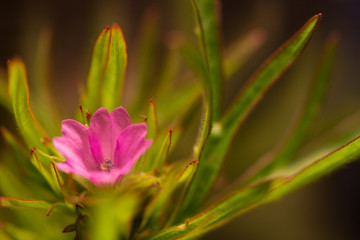 Young Pink Flower