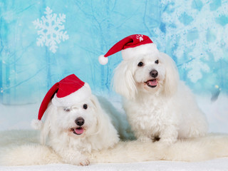 Christmas dogs. Two Coton de Tulear dogs in xmas environment  