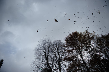 birds on tree