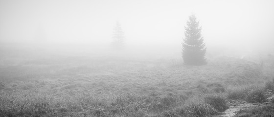 Fototapeta na wymiar Landscape in Schwarzwassetal in german Ore mountains in foggy morning on 20th october 2018