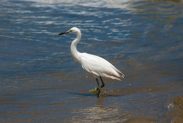 Great white heron in Tayrona beach, Colombia