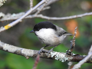 Fototapeta premium Marsh tit with a sunflower seed