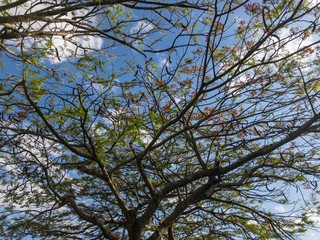 árvore e céu