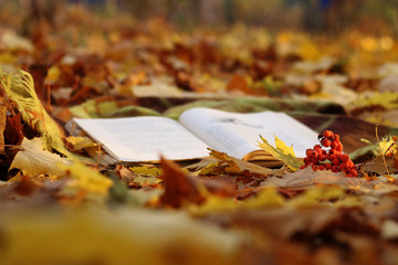 Book, scarf and rowan berries on autumn leaves