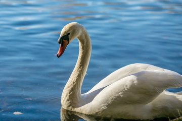 Close up image of white mute swan with red beak, swimming in blue lake, reflection of clear blue sky, bright sunny autumn day