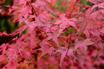 pinker Ahronbusch im Herbst