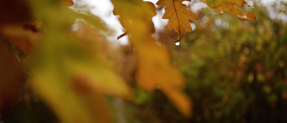 Water drop  in autumnal forest in Czech central mountains in morning on october 26th 2018
