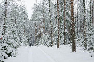 Road through snowy forest