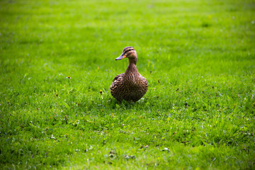 Farming, agriculture, nature concept. The duck sits on the green grass on a summer day. Green grass background, close-up. Funny duck.