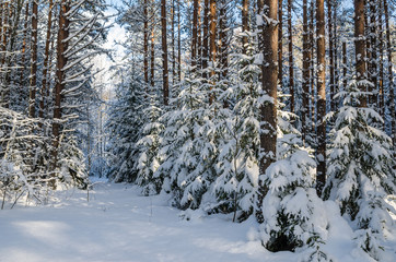 Firs and pines in the forest after snowfall