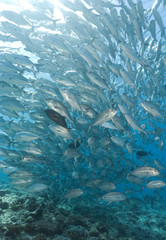 Fototapeta na wymiar Huge school of silver fish over coral reef
