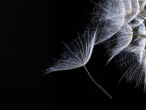 Fototapeta Dandelion seed in black