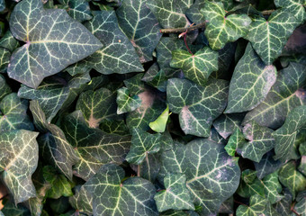 Ivy leaves are photographed in the fall.