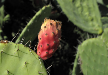 Feigenkaktus-Frucht, Israel