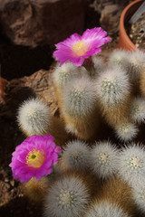 Cactus fiorito Echinocereus nivosus