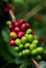 Close up Fresh organic coffee cherries, raw berries coffee beans on coffee tree plantation