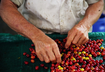 Close up Fresh organic coffee cherries, raw berries coffee beans on coffee tree plantation