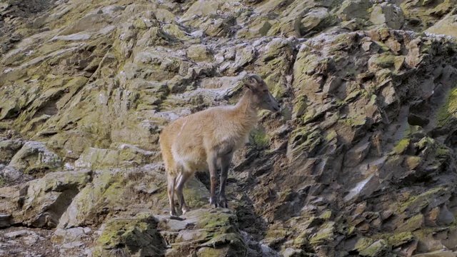 Wild mountain goat sitting on the cliff close up portrait	