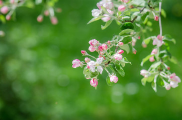 A branch of blossoming Apple trees in springtime, close-up