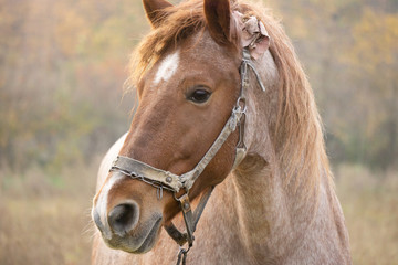 Fototapeta premium Horse portrait near autumn forest, horse in pasture