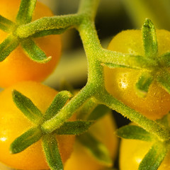 tomatoes on a close-up branch
