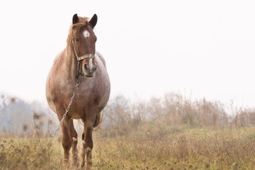 untidy horse standing in the middle of a field