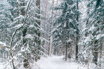 Fabulous magic fairy tale winter forest. Beautiful picturesque wintertime wild nature landscape....