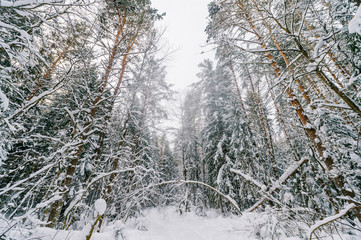 Fabulous magic fairy tale winter forest. Beautiful picturesque wintertime wild nature landscape. Trees covered with snow. Fantasy cold deserted frosty xmas wood.  Dramatic scenic snowfall. Environment