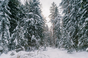 Fabulous magic fairy tale winter forest. Beautiful picturesque wintertime wild nature landscape....