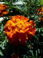 marigold