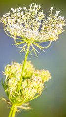 Smartphone HD wallpaper of flower in summer