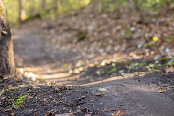Autumn Mountain Bike Trail