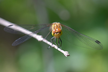 dragonfly on leaf