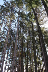 Fototapeta premium tall pine trees