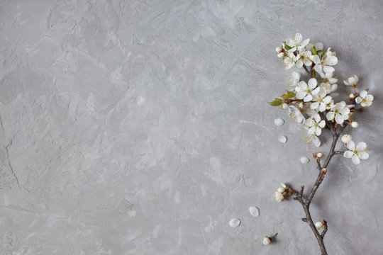 Fototapeta Blossom cherry plum on a gray background gypsum plaster