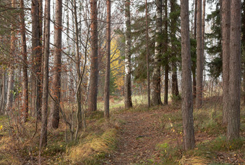 Footpath in autumn to the wood