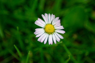 Obraz premium daisy in the grass