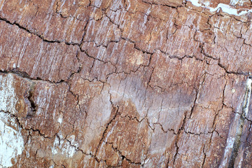 Bark of pine damaged by atmospheric phenomena in natural conditions, unique natural background.