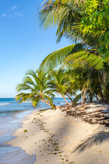 Palm trees and a sandy beach on the island of Barbados, in the Caribbean