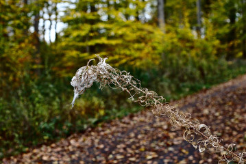 Waldpflanze im Herbst mit Spinnweben
