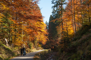 autumn colors / a park full of autumn colors, a mountain trip between beautiful colorful trees in...