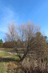 little pink tree and blue sky