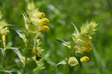 wilde plant ratelaar in bloei in een berm in de buurt  van Giethoorn