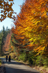 Obraz premium autumn colors / a park full of autumn colors, a mountain trip between beautiful colorful trees in the autumn sun 